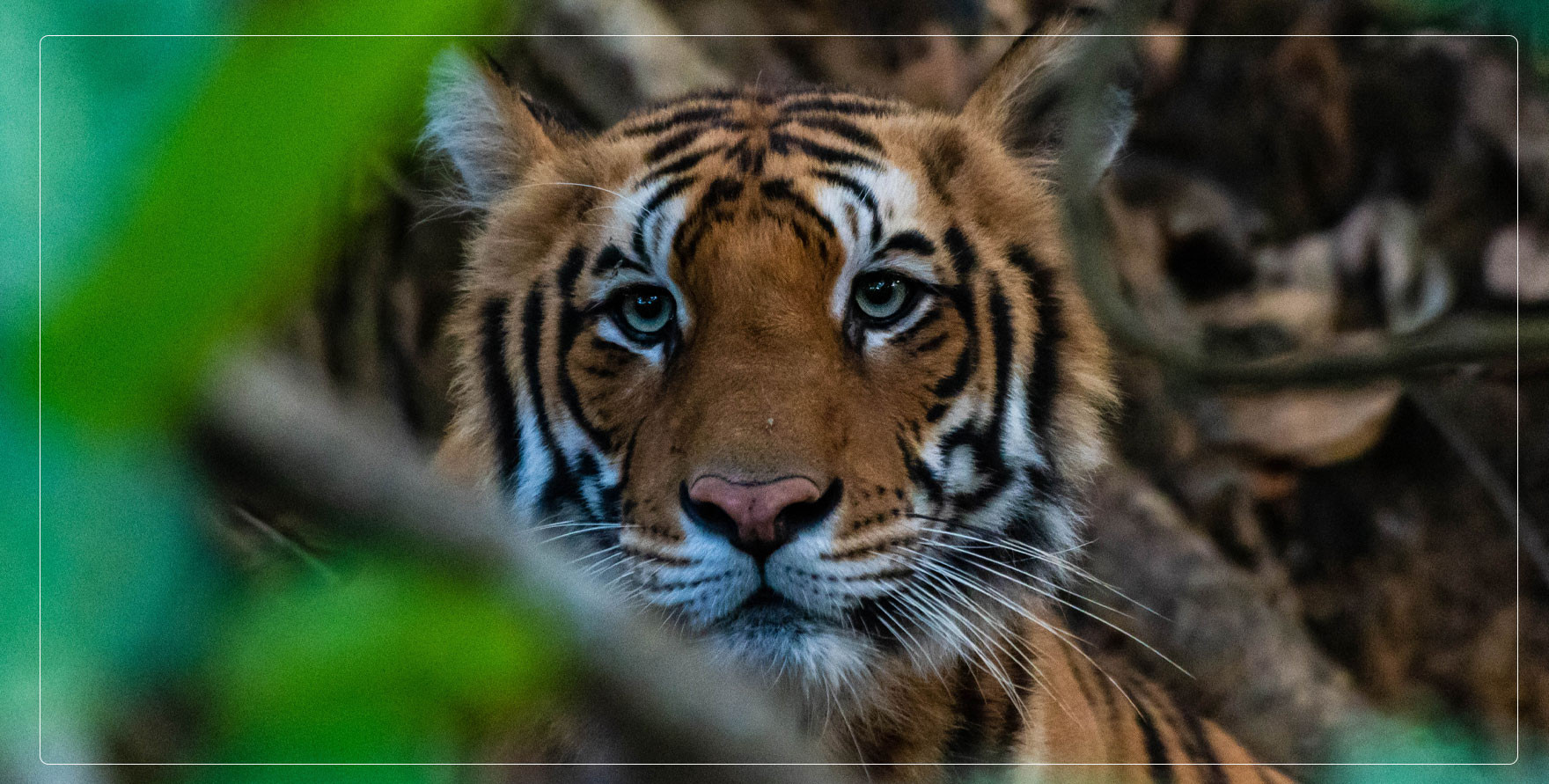 deepak rajbangshi-wildlife photographer-photo-tiger-bardiya 31706920197.jpg